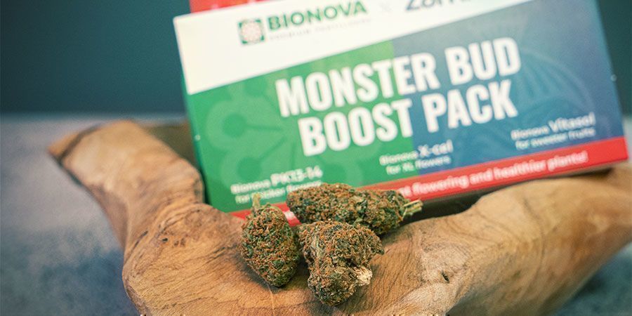 Qu’Est-Ce Que Le Pack Monster Bud Boost ?