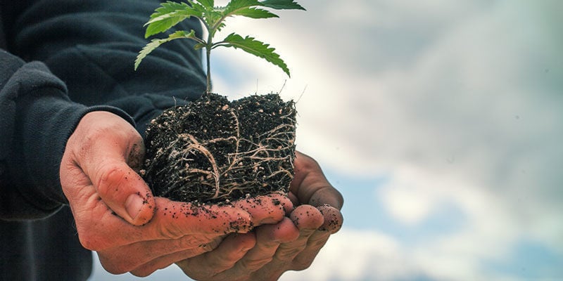 Air Pruning - Cultiver Du Cannabis