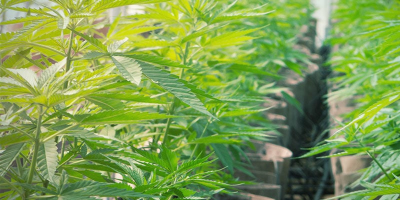 Parfaits pour l’Hydroponie - Cultiver Du Cannabis