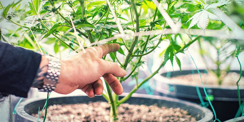 Plus d’Oxygène - Cultiver Du Cannabis