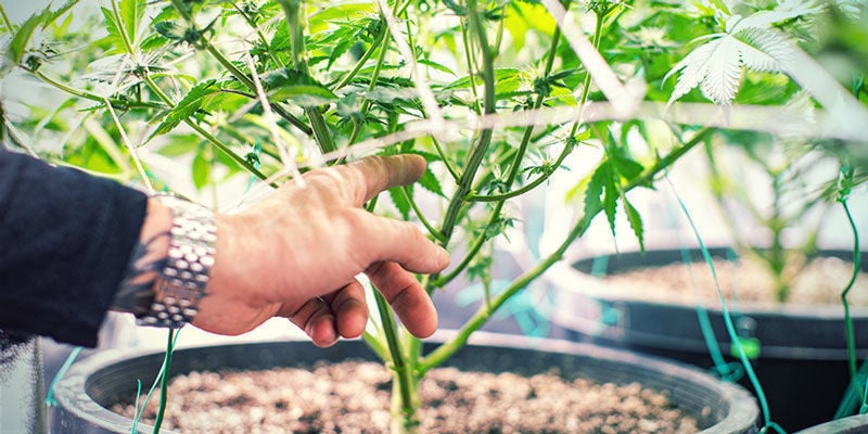 Plus d’Oxygène - Cultiver Du Cannabis