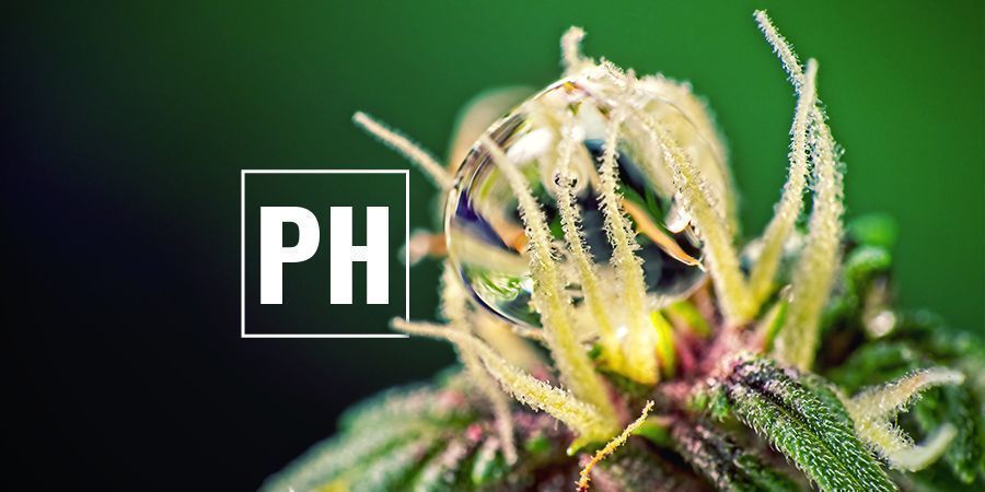 Optimiser Les Niveaux De pH du cannabis