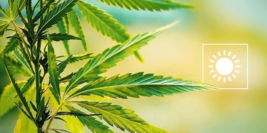 Choisir La Période Parfaite Pour Cultiver Cannabis En Extérieur