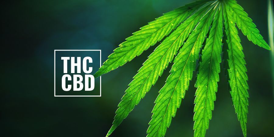 Les Plants De Cannabis À Photopériode Riches En THC/CBD