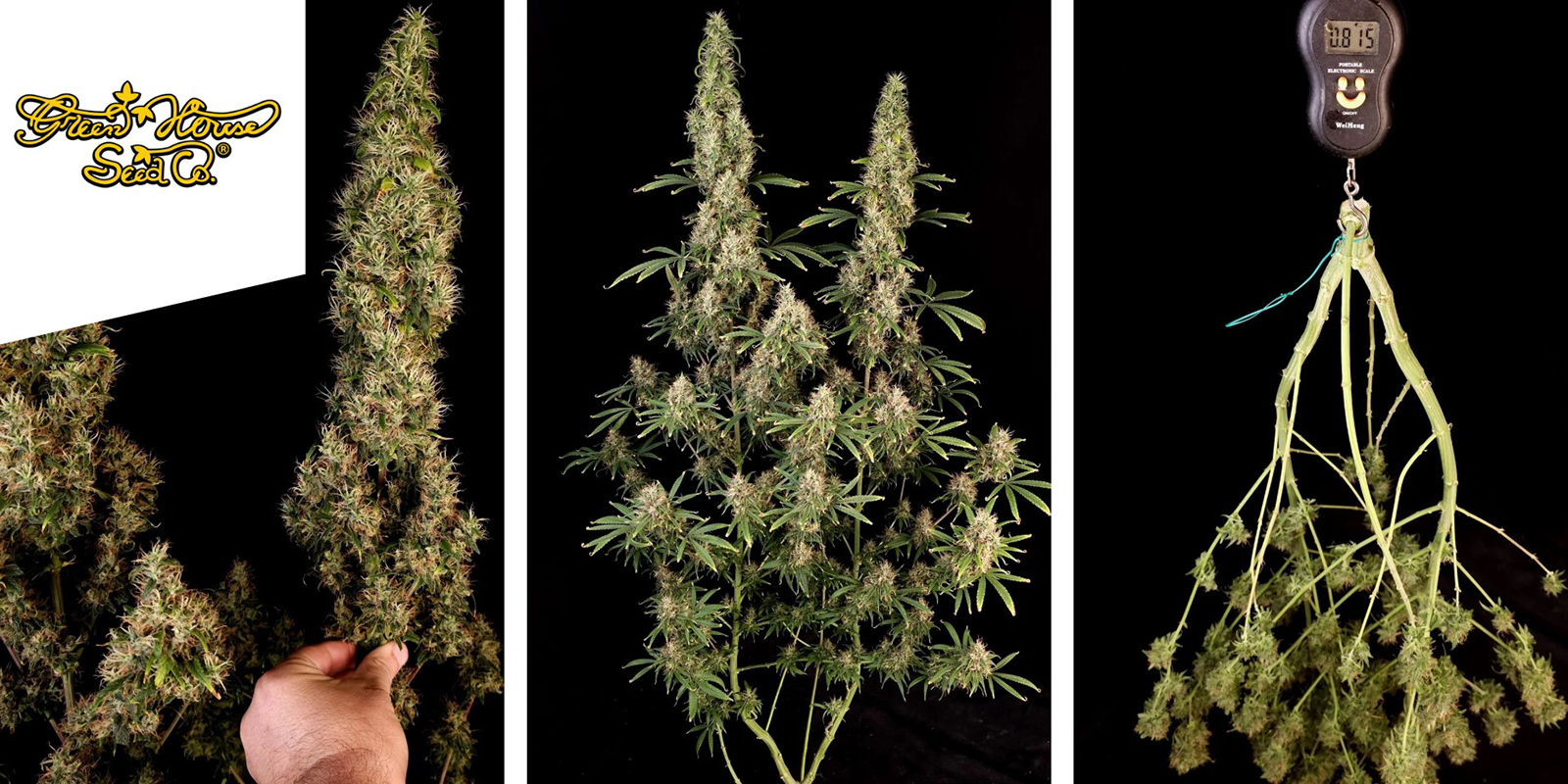 Arjan’s Ultra Haze #1 : Greenhouse Seeds Arjan’s Ultra Haze #1 : Greenhouse Seeds