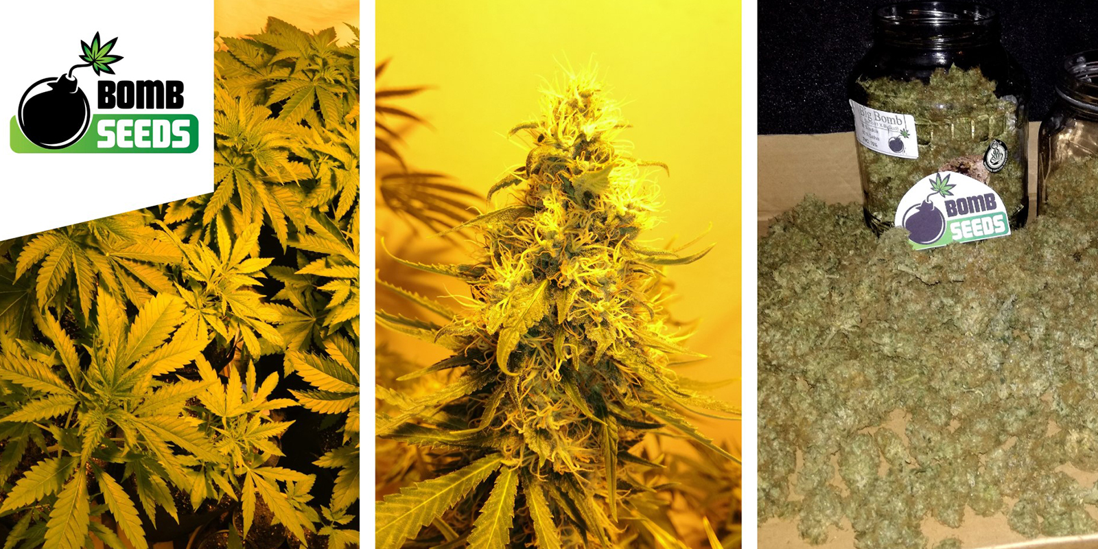 Big Bomb : Bomb Seeds Big Bomb : Bomb Seeds