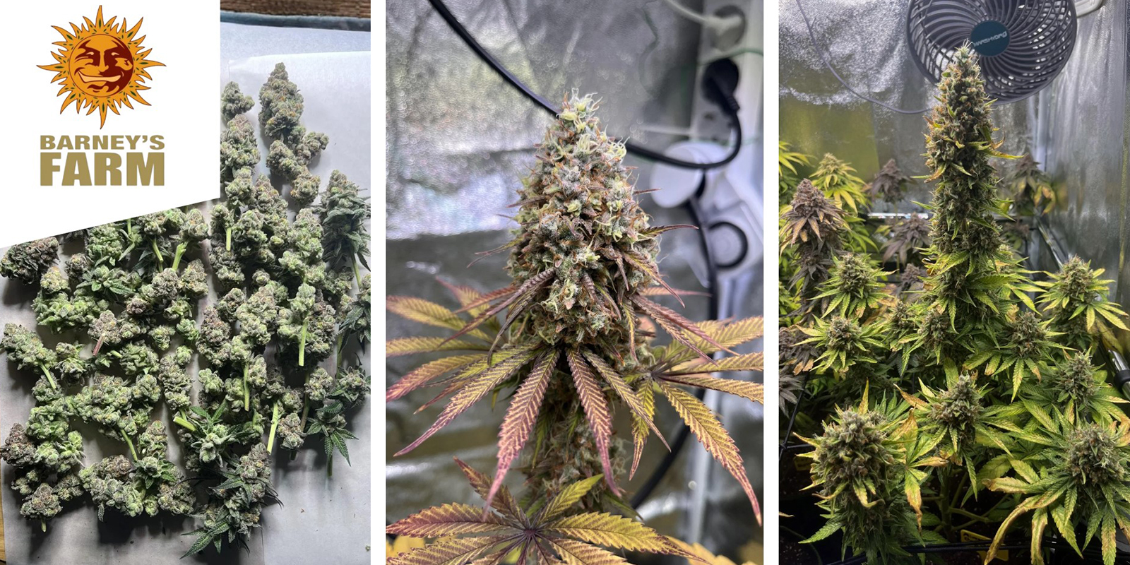 Dos Si Dos 33 : Barney’s Farm Dos Si Dos 33 : Barney’s Farm