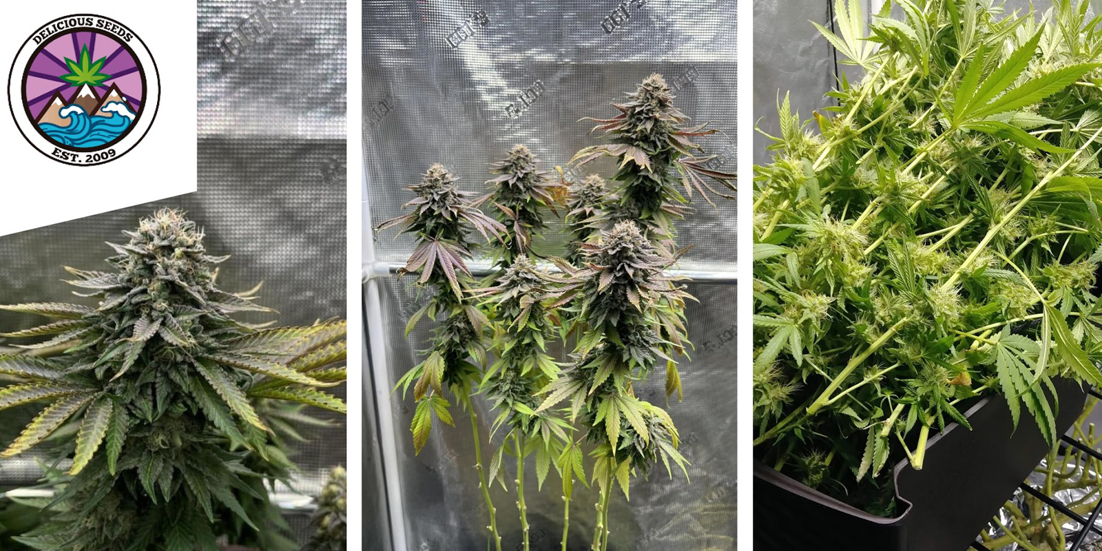 Eleven Roses : Delicious Seeds Eleven Roses : Delicious Seeds