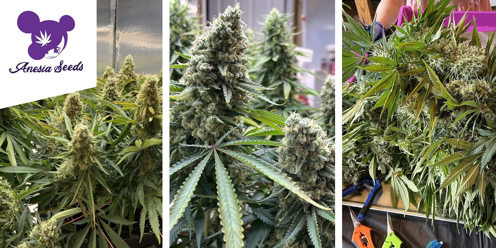 Future Island : Anesia Seeds Future Island : Anesia Seeds