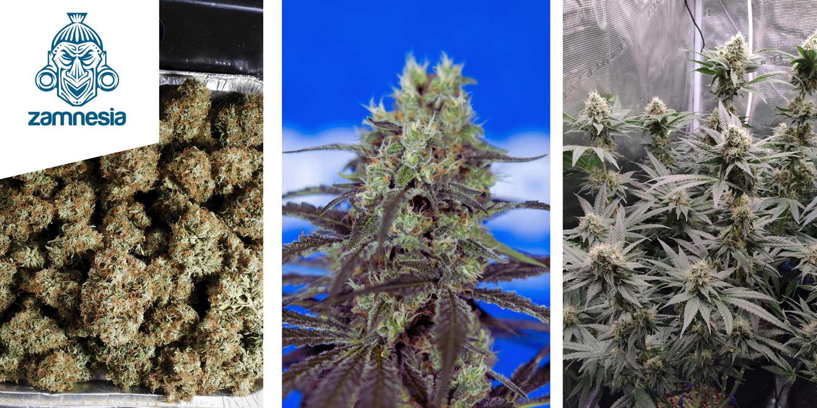 Ice Cream Cake : Zamnesia Seeds Ice Cream Cake : Zamnesia Seeds