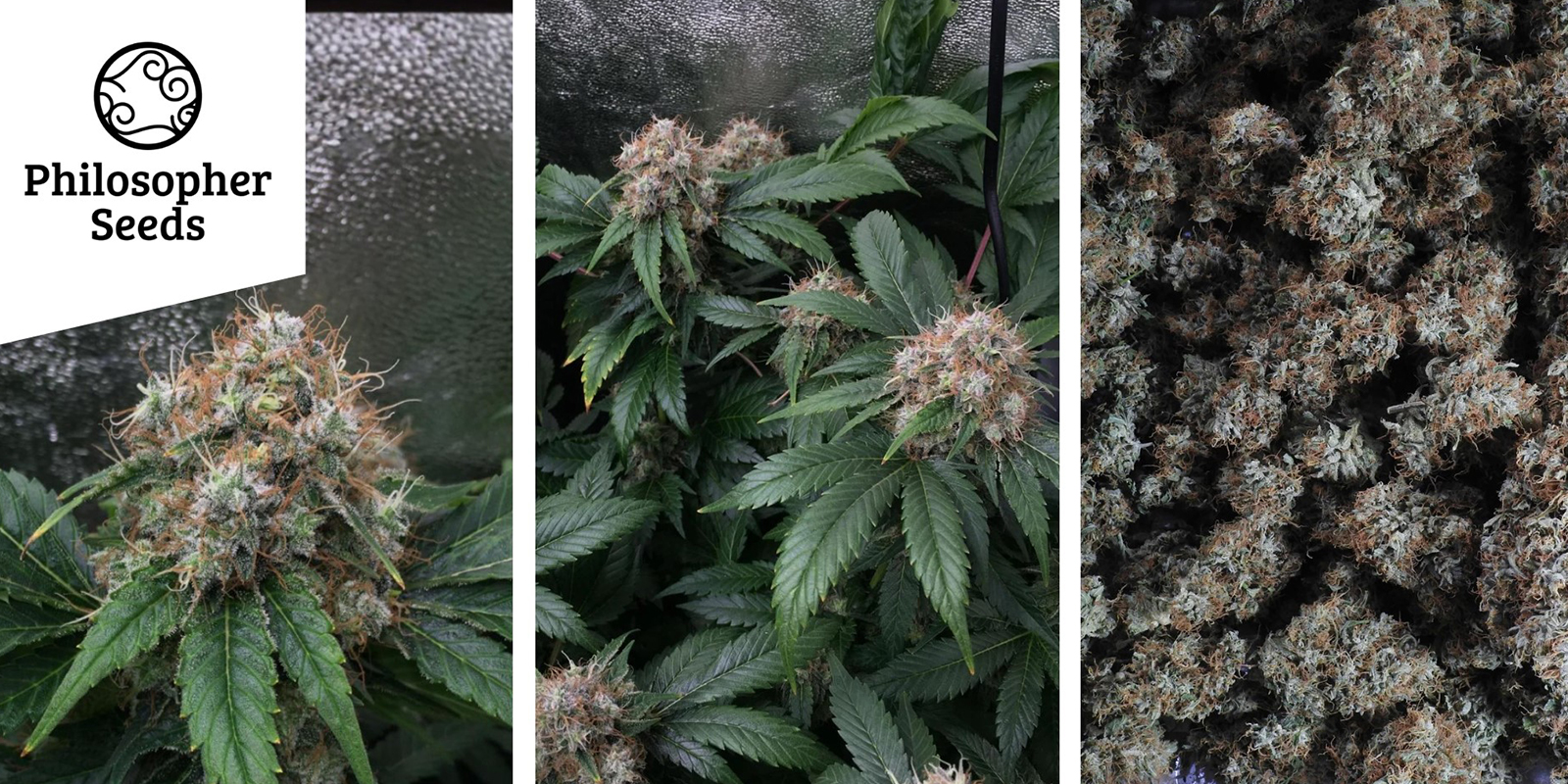 Lemon OG Candy : Philosopher Seeds Lemon OG Candy : Philosopher Seeds