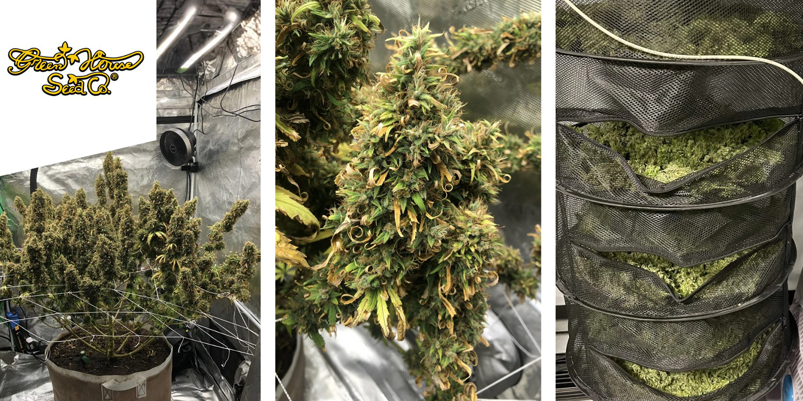 Neville’s Haze : Greenhouse Seeds Neville’s Haze : Greenhouse Seeds