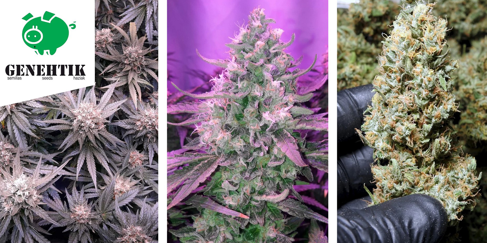 OG Lemon Bilbo : Genehtik Seeds OG Lemon Bilbo : Genehtik Seeds