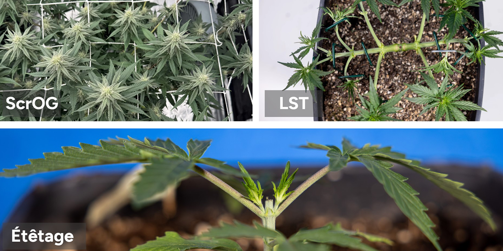 Techniques éprouvées pour des récoltes XXL