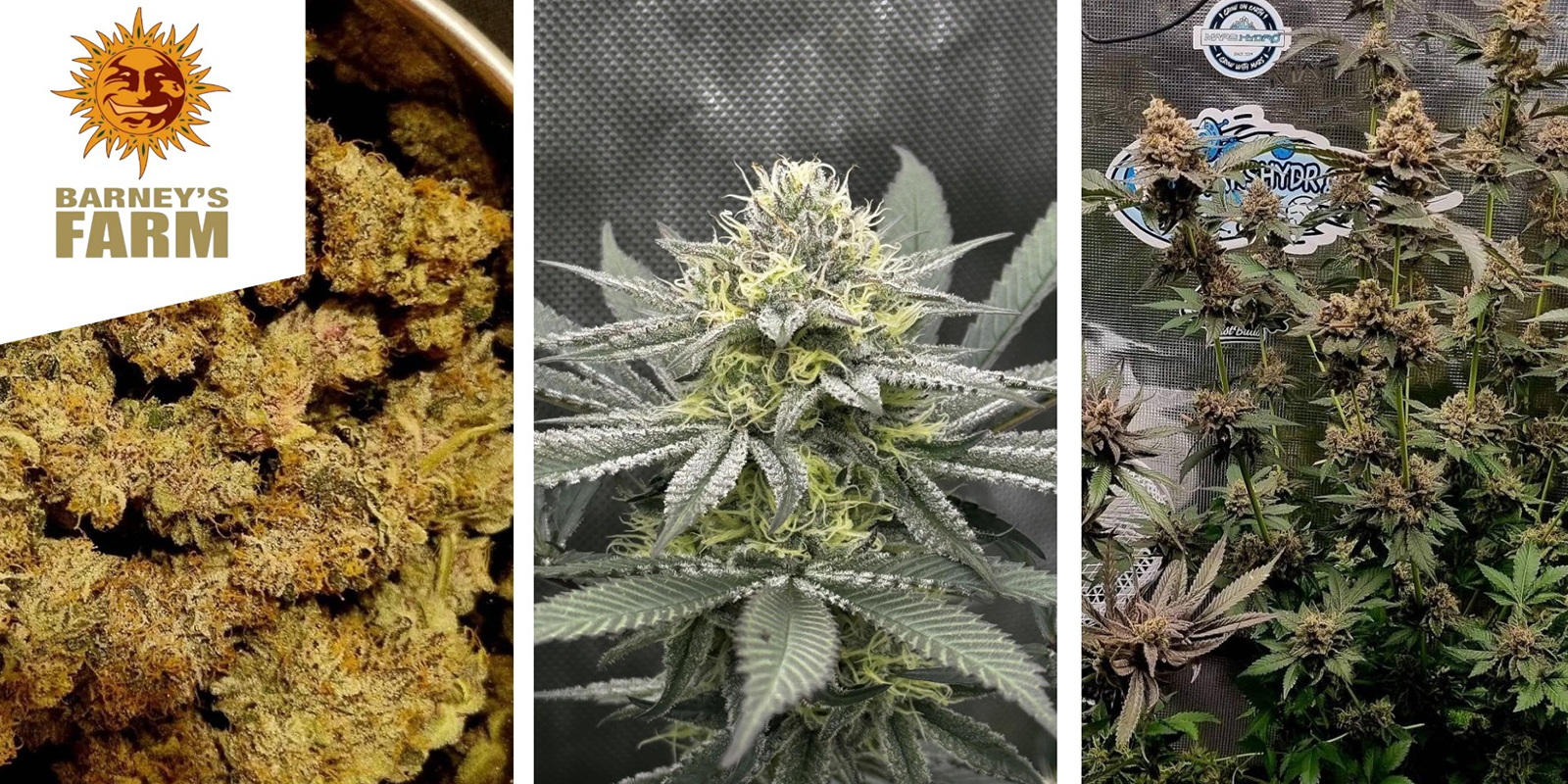 Runtz : Barney’s Farm Runtz : Barney’s Farm