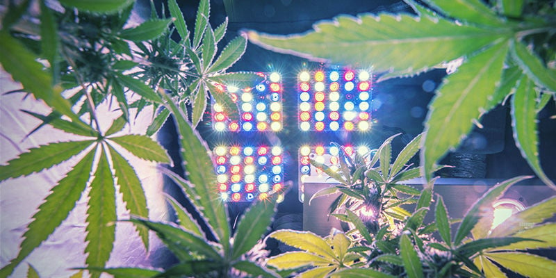 Comment Déterminer La Quantité Correcte De Lumière Pour Son Plant De Cannabis ?