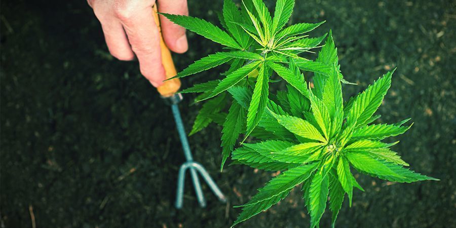 Comment Transplanter Des Plants De Cannabis Autofleurissants