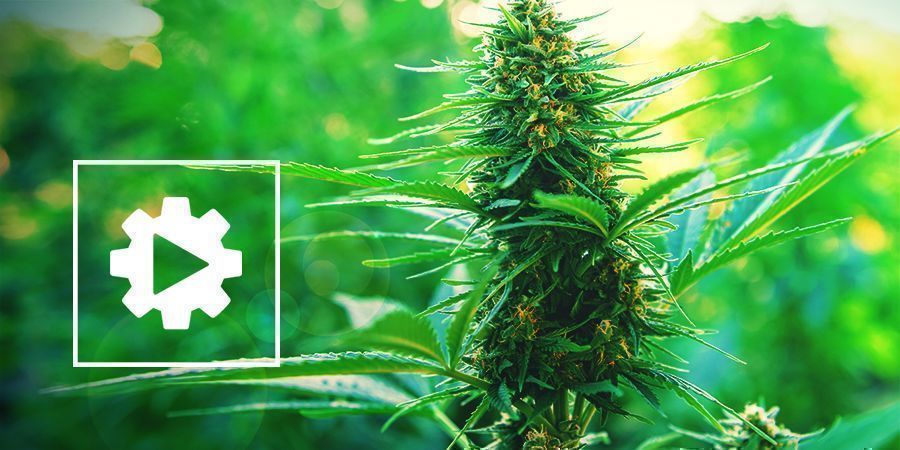 Comprendre Les Plants De Cannabis Autofleurissants