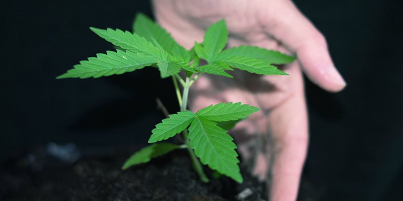 Quel Est Le Meilleur Moment Pour Transplanter Des Plants De Cannabis Autofleurissants ?