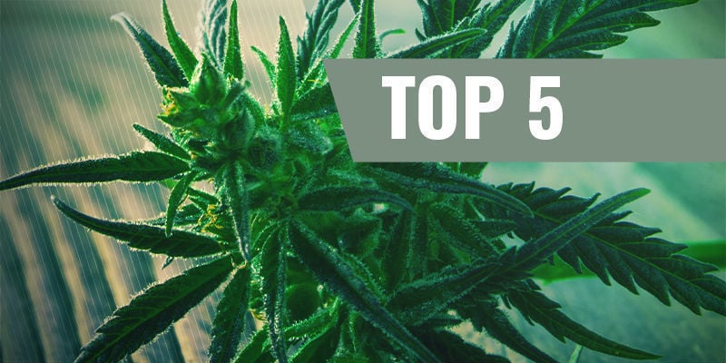 Top 5 Des Variétés De Cannabis À Floraison Rapide