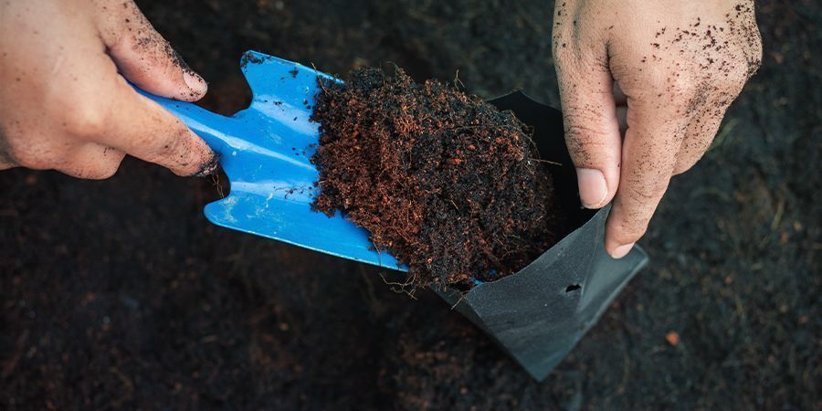 POURQUOI VOUS NE POUVEZ PAS UTILISER UNE ANCIENNE TERRE POUR VOS PLANTS