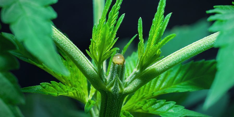 Peut-On Déclencher La Phase De Floraison Juste Après L’Étêtage ?