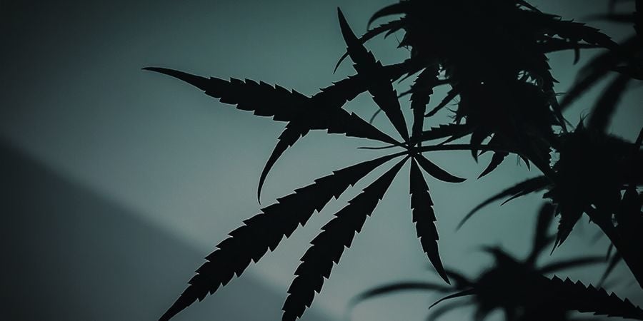 Comment Passer De La Phase Végétative À La Phase De Floraison En Extérieur