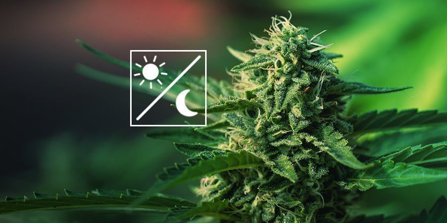 Que Signifie Passer De La Phase Végétative À La Phase De Floraison ?