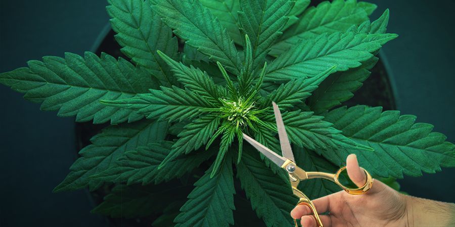 Quand Déclencher Les Plants S’Ils Poussent De Manière Irrégulière