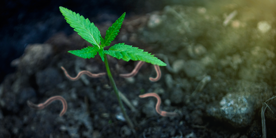 Les Avantages De La Culture Du Cannabis Avec Votre Propre Compost