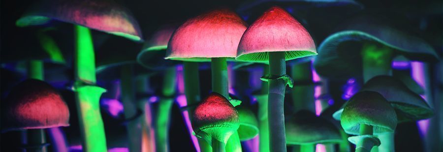 r/shrooms : Votre Sous-Reddit Pour Trouver Des Informations Sur La Psilocybine