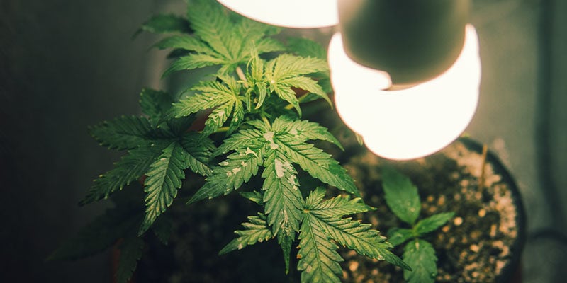Cultiver De L’Herbe Dans Votre Placard