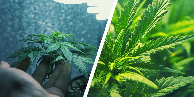 Qu'Est-ce Que La Microculture Et Comment Diffère-t-elle De La Culture Classique Du Cannabis ?