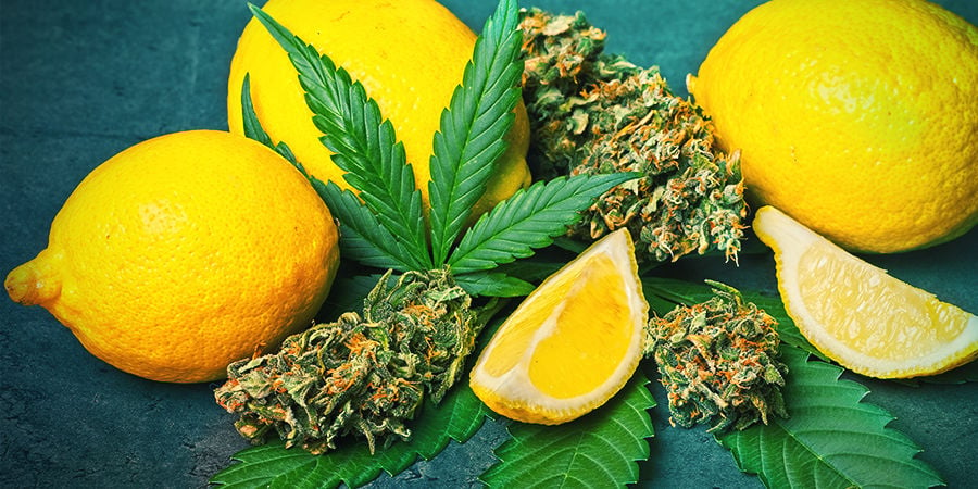 Limonène dans le cannabis