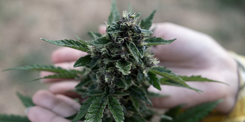 Les 3 meilleures variétés de cannabis par terpènes
