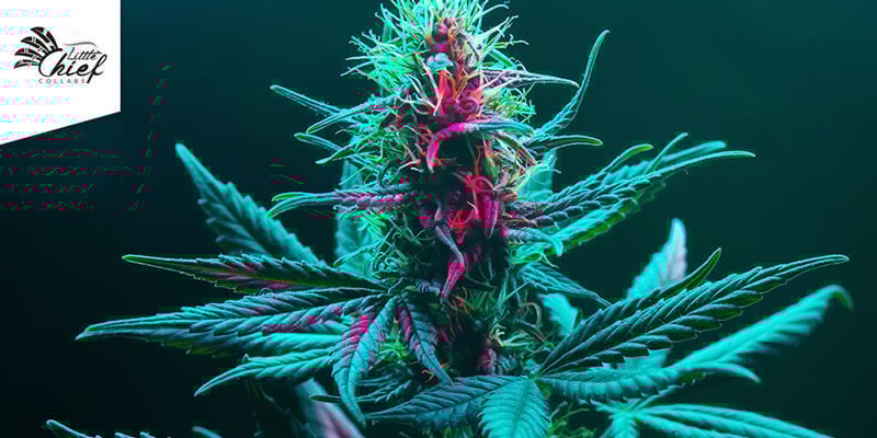 Tangie Ghost Train (Little Chief Collabs)