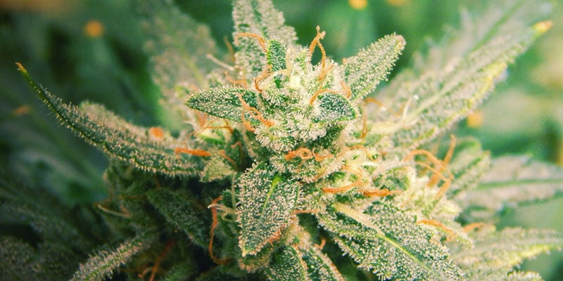 7 Facteurs Qui Affectent La Floraison Du Cannabis : Que Peut-On Faire ?