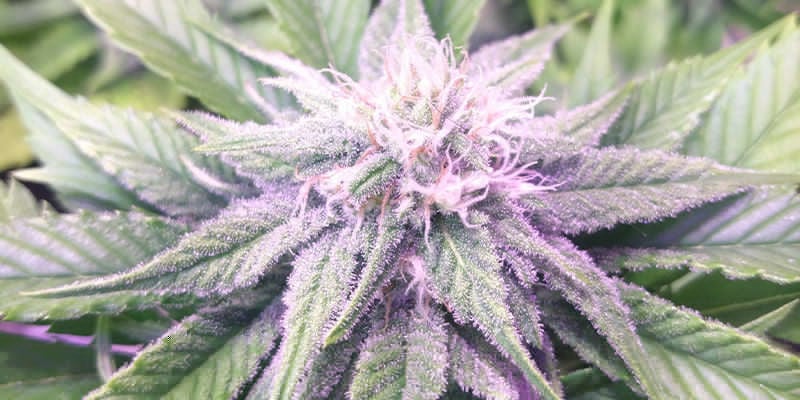 Fruity Pebbles