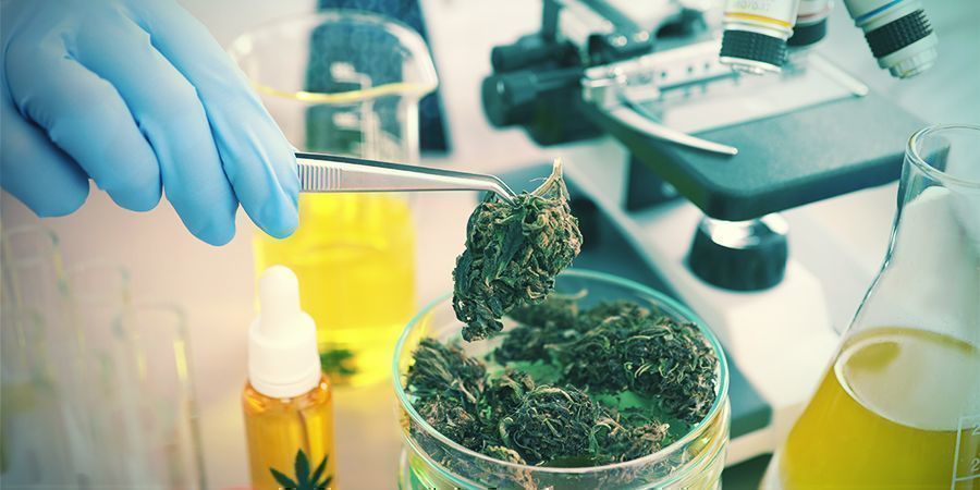 Comment Le Cannabis Affecte-T-Il l’Anandamide ?