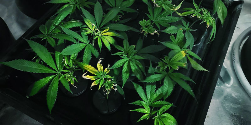Plateau de Drainage - DIY Arroser Vos Plants De Cannabis