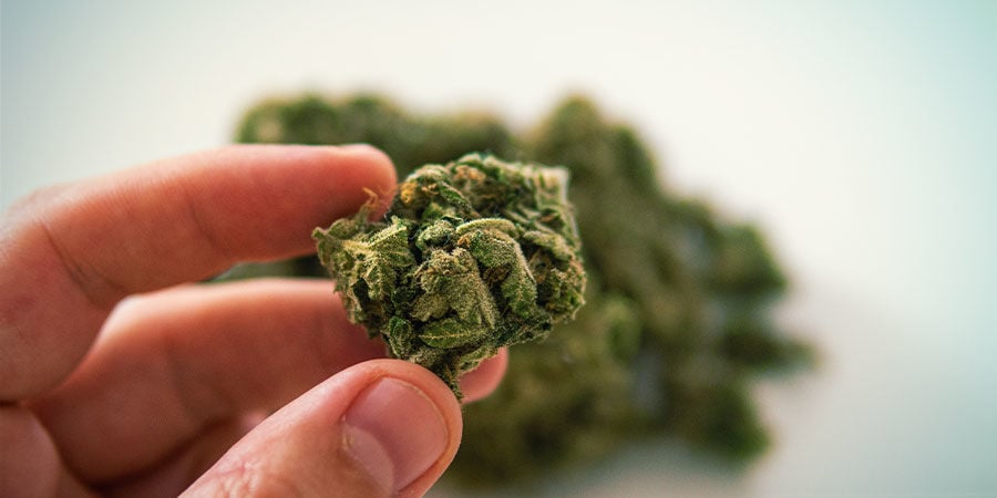Détecter Les Contaminants Dans Le Cannabis : Sentez Vos Têtes De Cannabis