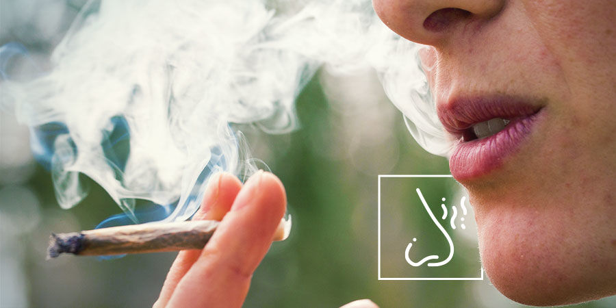 Détecter Les Contaminants Dans Le Cannabis : Soyez Attentif À La Saveur Et À L’Odeur De La Fumée Ou De La Vapeur