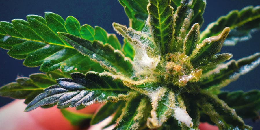 Types De Contaminants Dans Le Cannabis : Moisissure Ou Champignon