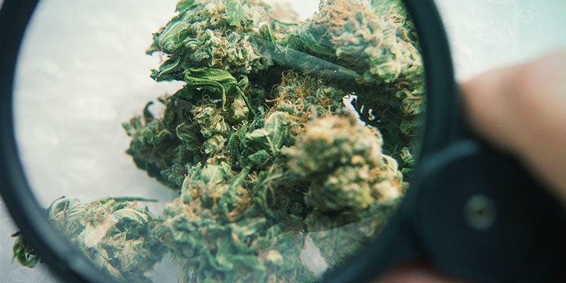 Types De Contaminants Dans Le Cannabis : Verre