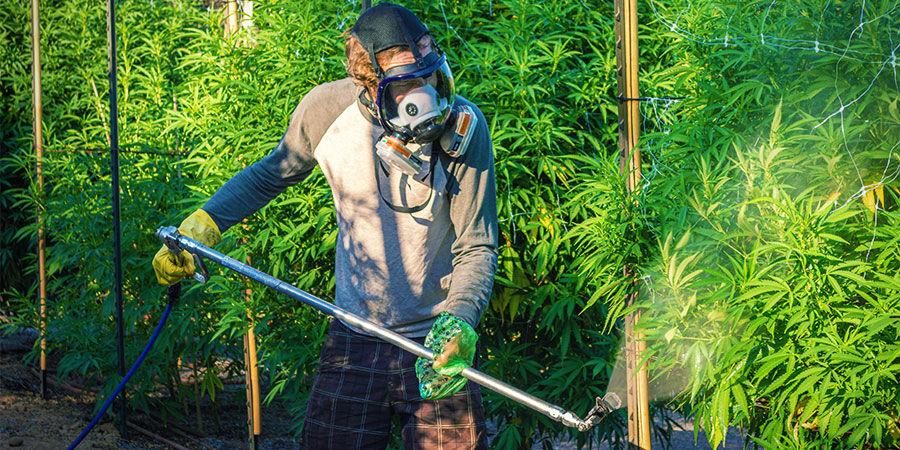 Types De Contaminants Dans Le Cannabis : Pesticides Ou Engrais Industriels