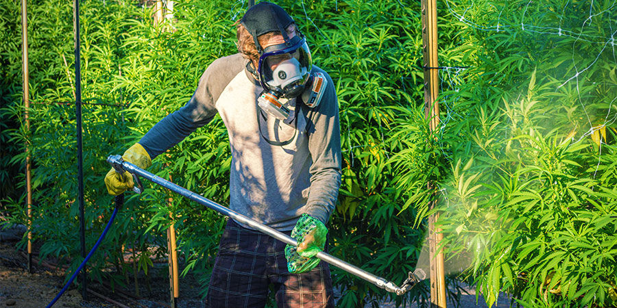 Types De Contaminants Dans Le Cannabis : Pesticides Ou Engrais Industriels