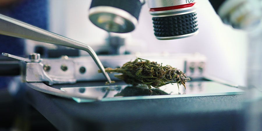 Types De Contaminants Dans Le Cannabis : Plomb