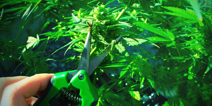 Ciseaux Ou Sécateurs - Cultiver Du Cannabis