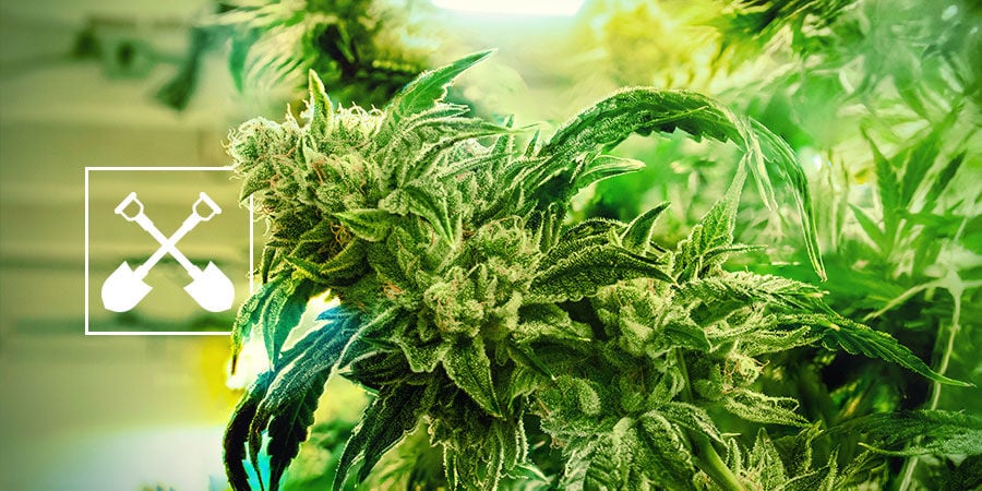 De Quoi Avez-Vous Besoin Pour Récolter Du Cannabis ?
