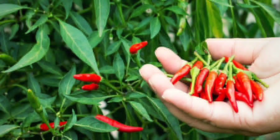 Cultiver Piments Pour Débutants: Récoltez